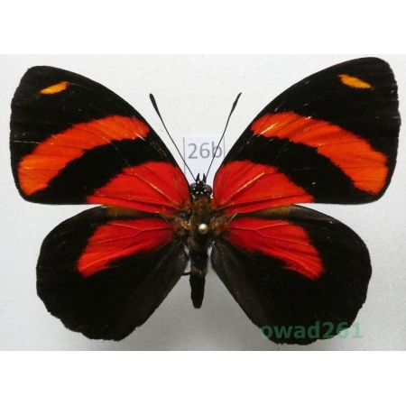 Callicore cynosura (Doubleday & Hewitson, 1847 Peru26b